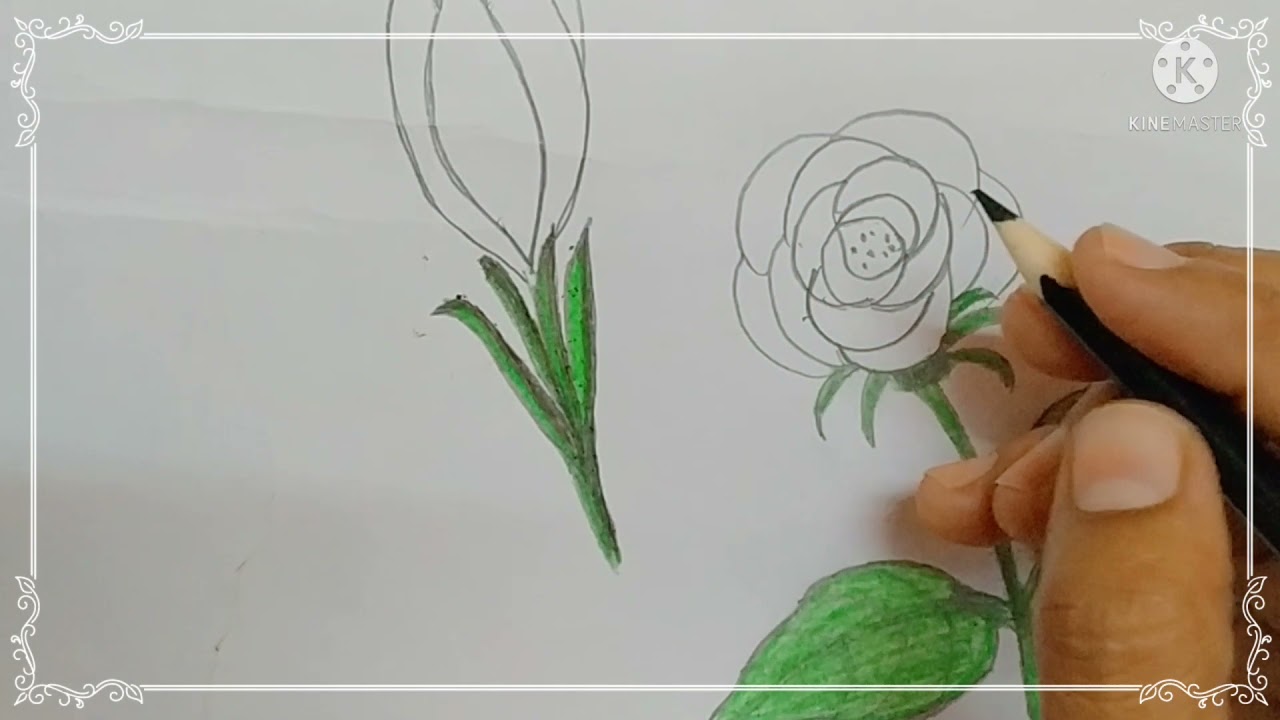 Kaner Flower Drawing | Flowers Drawing Series - YouTube